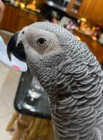 Parrots for sale | African Grey | Macaw Parrots image 4